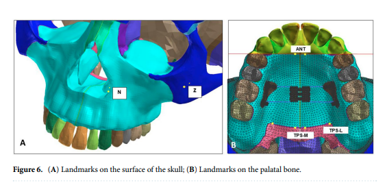 頭蓋骨、口蓋骨のランドマークを支援した図。Choi et al. (2023)